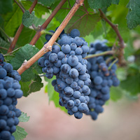 Pinor Noir grapes